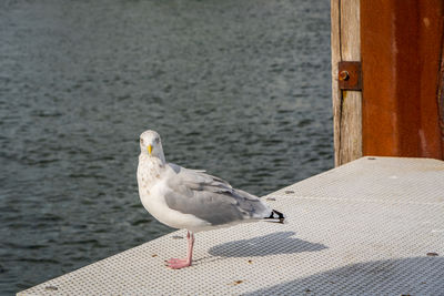 A seagull on the jetty on the baltic sea.