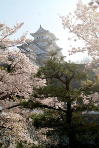 Low angle view of cherry tree by building against sky