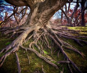 Low angle view of bare trees in forest