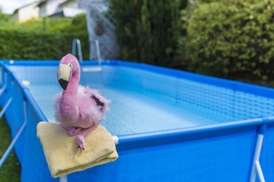 Pink flamingo sitting on garden pool