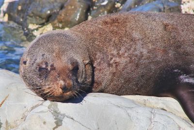 Close-up of sea lion on rock