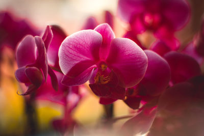 Close-up of pink flowering plant