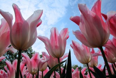 Close-up of pink tulips