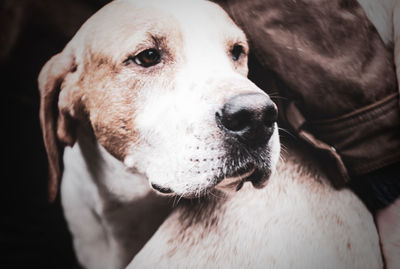 Close-up portrait of dog looking away