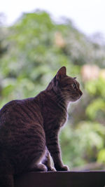 Close-up of cat sitting outdoors