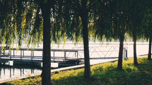 Trees on field by lake