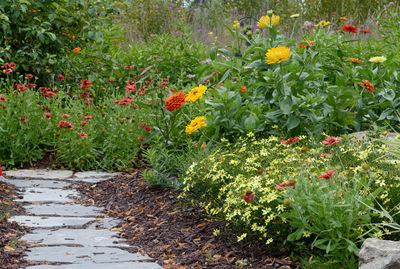 View of flowering plants in garden
