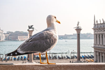 Seagull look the beauty of venice