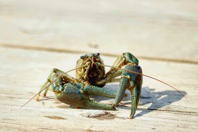 Close-up of insect on wood