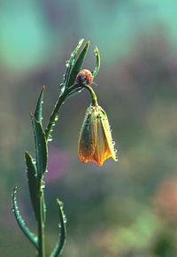 Close-up of plant