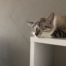 Portrait of cat resting against wall