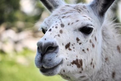 Close-up of a horse