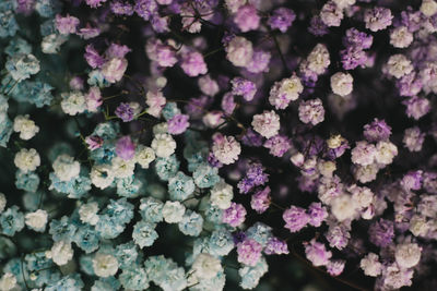 High angle view of purple flowering plants