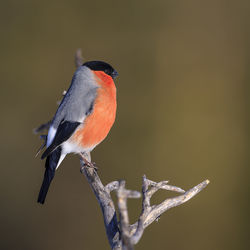 Close-up of bird perching on branch