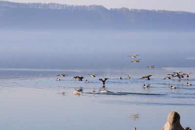 Birds in lake against sky