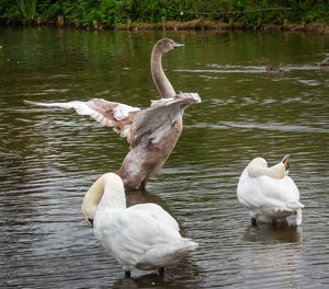 Swans swimming in lake