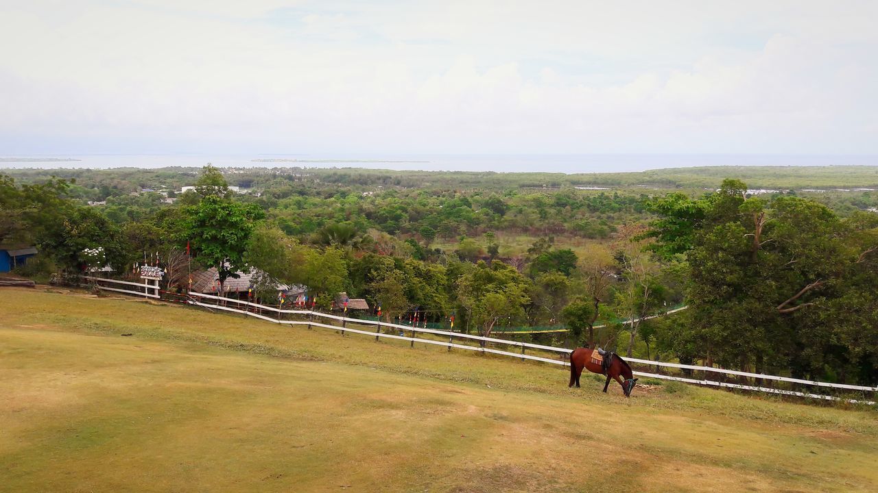 VIEW OF HORSE ON FIELD