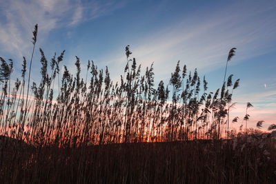 Plants growing on land against sky during sunset