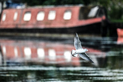 Seagull flying over canal