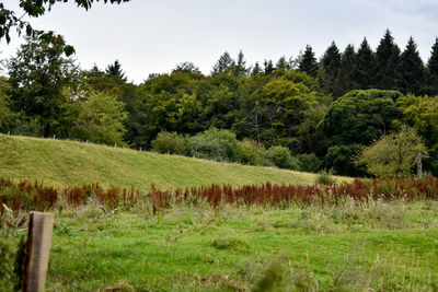 Scenic view of trees on field