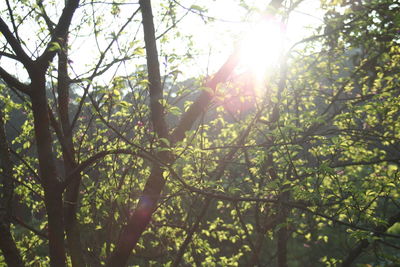 Low angle view of trees in forest