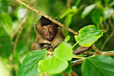 Portrait of monkey sitting on tree