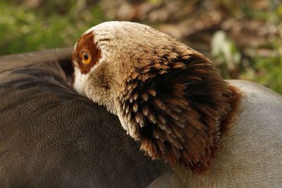 Close-up of bird