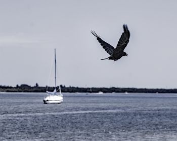 Bird flying over sea against sky