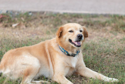 Dog looking away while sitting on land