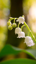 Close-up of white flowering plant