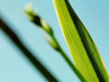 Close-up of plant