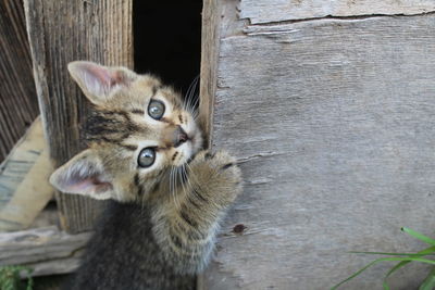 Close-up of cat