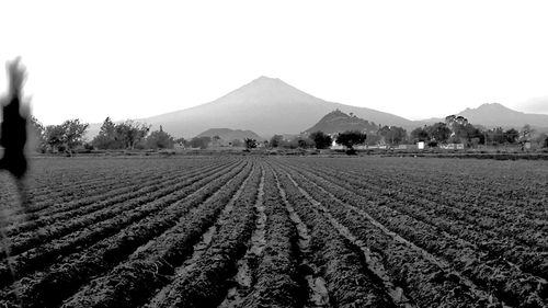 Scenic view of vineyard against clear sky