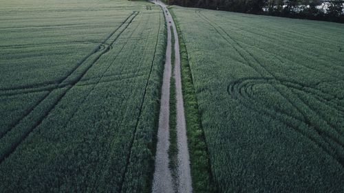 Scenic view of agricultural field