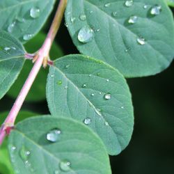 Close-up of wet plant leaves