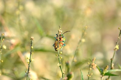 Close-up of insect on plant