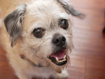 Close-up portrait of dog on floor