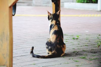 Cat sitting on floor