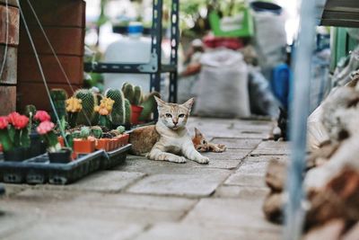 Cats relaxing by plants in yard