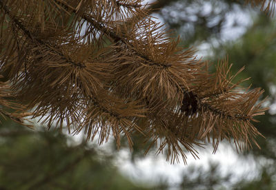 Low angle view of pine tree