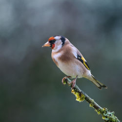 Close-up of bird perching on branch