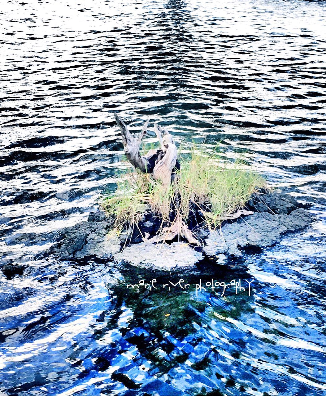 VIEW OF TREES IN WATER