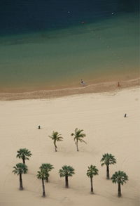 High angle view of coconut palm trees at beach