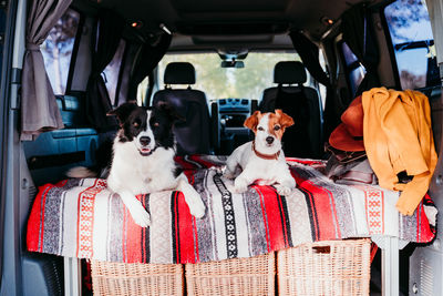 Portrait of dog sitting in van