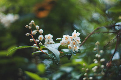 Close-up of flowers growing on tree