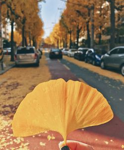 Close-up of yellow flower on street