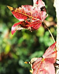 Close-up of leaves on twig