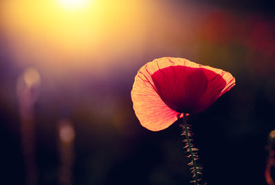 Close-up of orange flower against blurred background