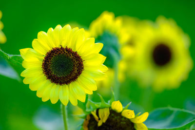 Close-up of yellow flowering plant