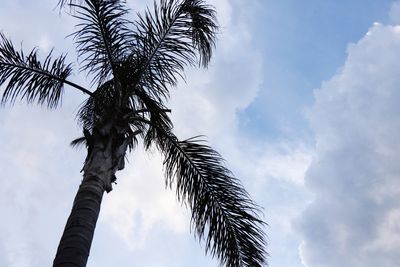 Low angle view of palm tree against sky